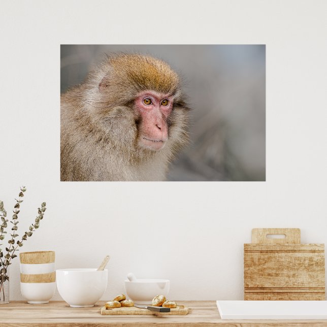 Brown Snow Monkey, japanische Fotografie Poster (Küche)