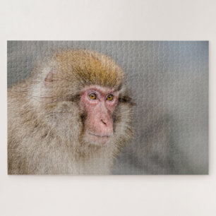 Brown Snow Monkey, japanische Fotografie Puzzle