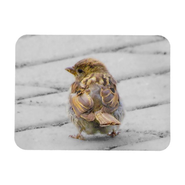 Brown Sparrow Magnet (Horizontal)