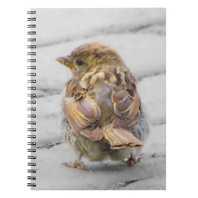 Brown Sparrow Notizblock (Vorderseite)