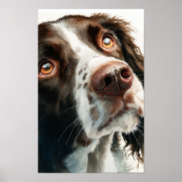 Brown springer spaniel poster