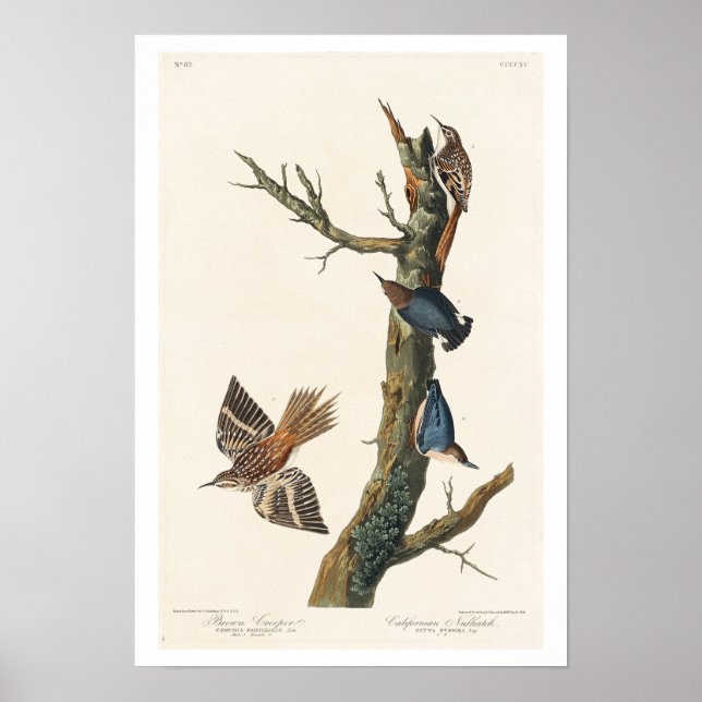 Brown Strampler and Californian Nuthatch by Audubo Poster (Vorne)