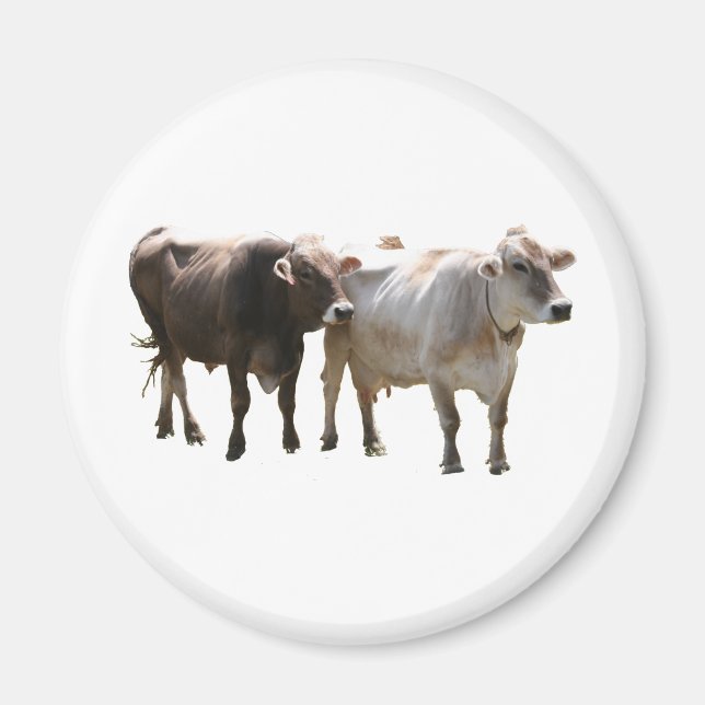 Brown Swiss Cows Magnet (Vorne)