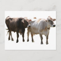 Brown Swiss Cows