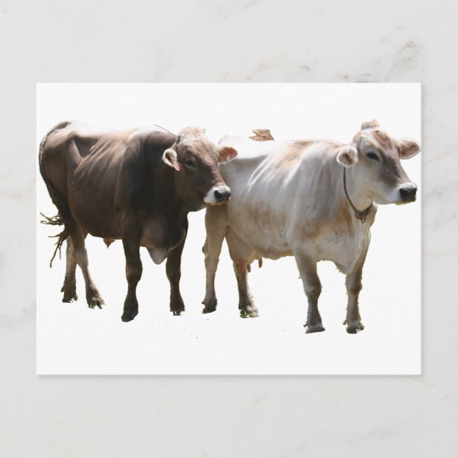 Brown Swiss Cows Postkarte (Vorderseite)