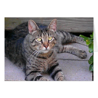 Brown Tabby Cat Außenbereich
