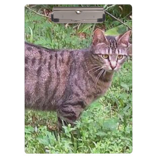 Brown Tabby Cat Außenbereich Klemmbrett