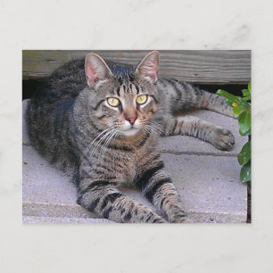 Brown Tabby Cat Außenbereich Postkarte