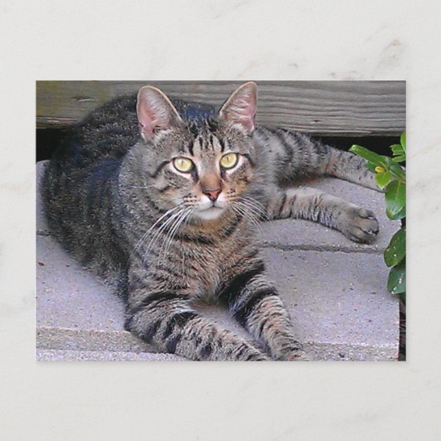 Brown Tabby Cat Außenbereich Postkarte (Vorderseite)