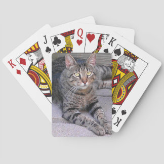 Brown Tabby Cat Außenbereich Spielkarten