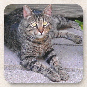 Brown Tabby Cat Outdoors Getränkeuntersetzer