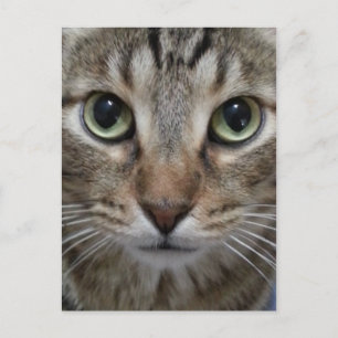 Brown Tabby Cat Postkarte