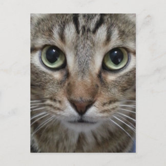 Brown Tabby Cat Postkarte