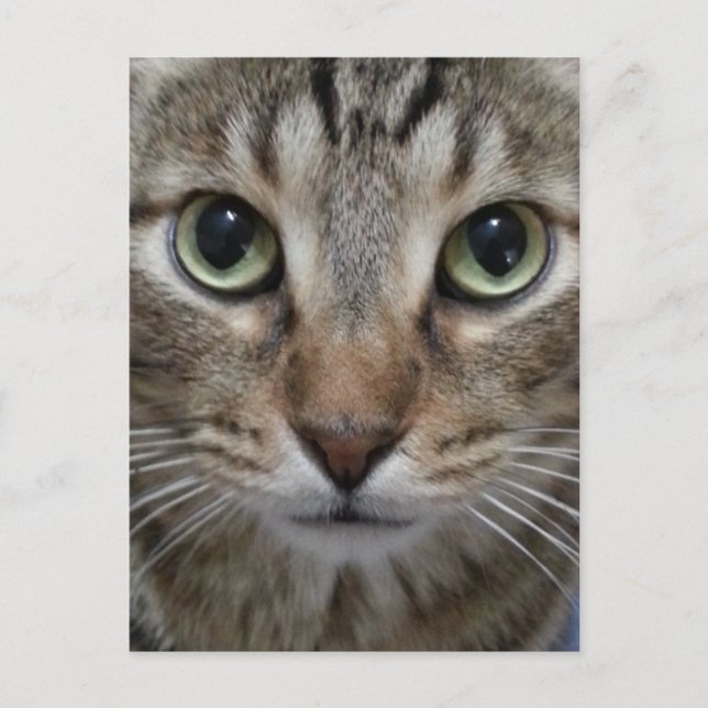 Brown Tabby Cat Postkarte (Vorderseite)