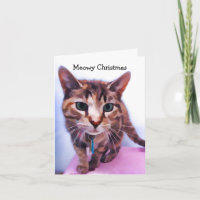 Brown Tabby