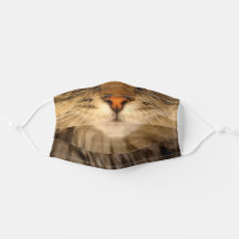 Brown Tabby