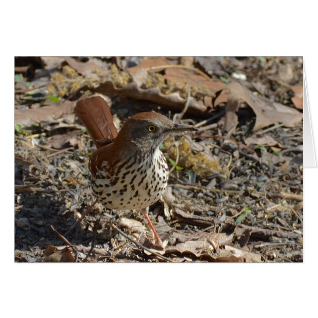 Brown Thrasher (Vorderseite (Horizontal))