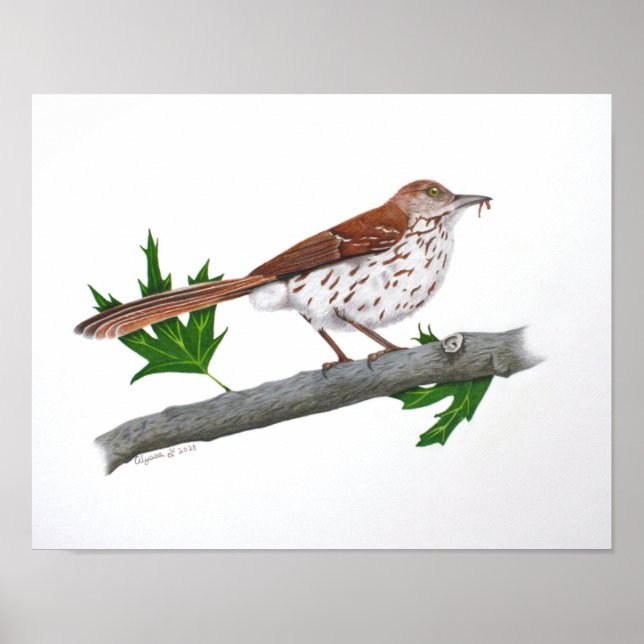 Brown Thrasher 14x11 Print Poster (Vorne)