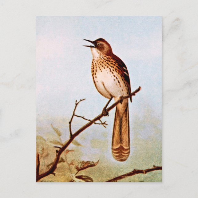 Brown Thrasher Bird Art Postkarte (Vorderseite)