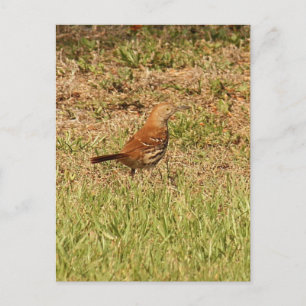 Brown Thrasher Bird Foto Postkarte