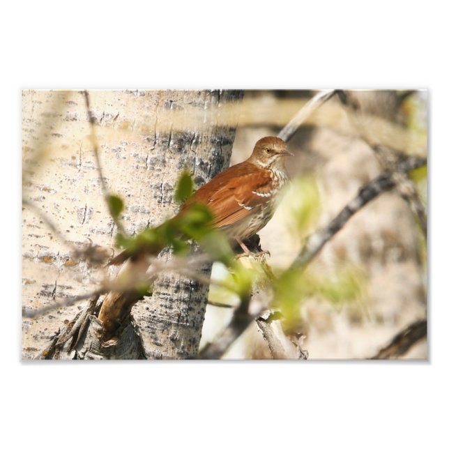Brown Thrasher Fotodruck (Vorne)