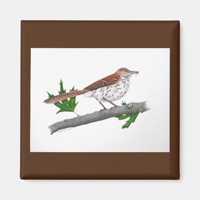 Brown Thrasher Magnet (Vorne)