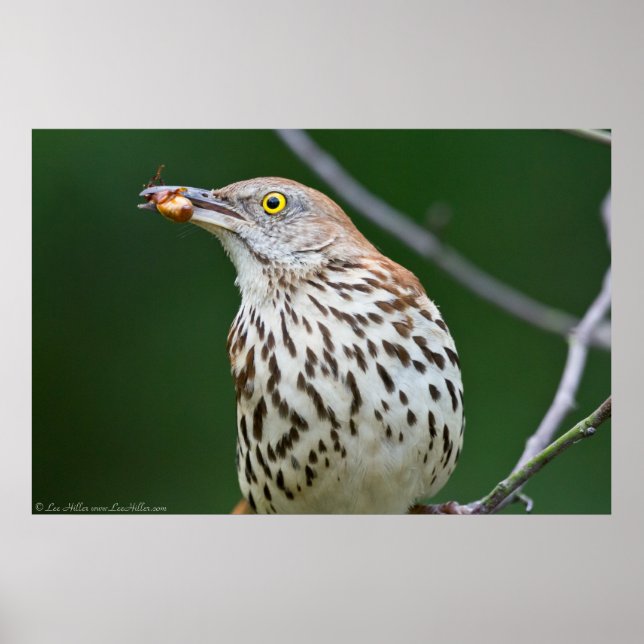 Brown Thrasher mit/Catch of the Day Poster (Vorne)