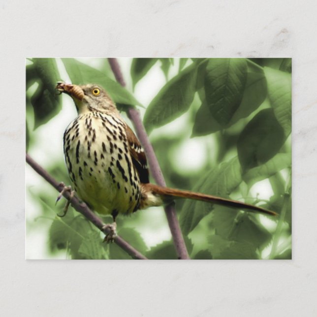 Brown Thrasher Postcard Postkarte (Vorderseite)