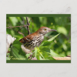 Brown Thrasher Postkarte