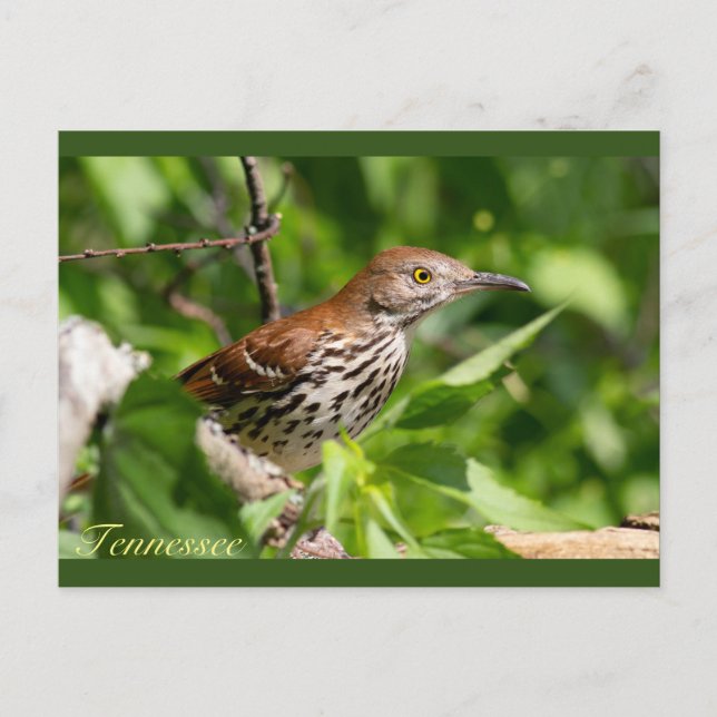 Brown Thrasher Postkarte (Vorderseite)