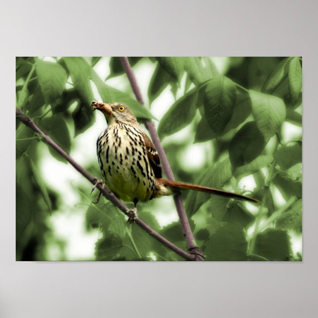 Brown Thrasher Print Poster (Vorne)