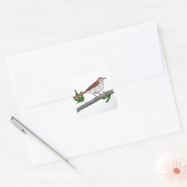 Brown Thrasher Sticker (Umschlag)