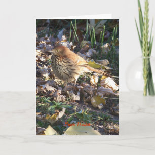 Brown Thrasher, Sunshine Karte