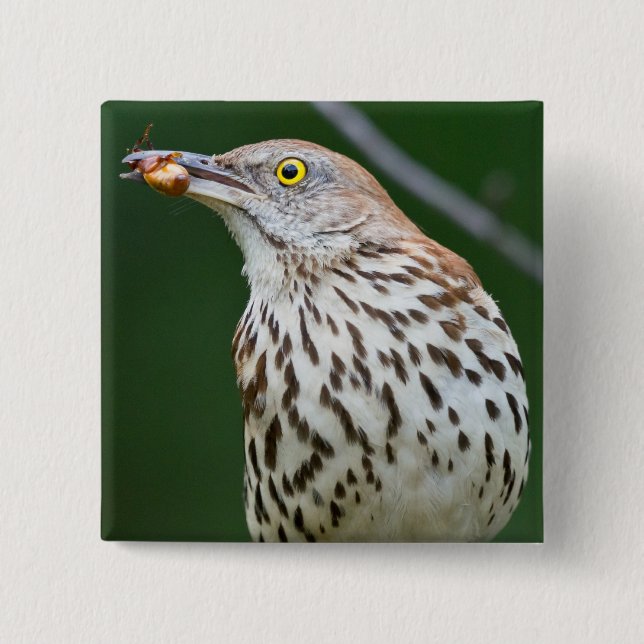Brown Thrasher w/Catch of the Day Geschenke Beklei Button (Vorderseite)