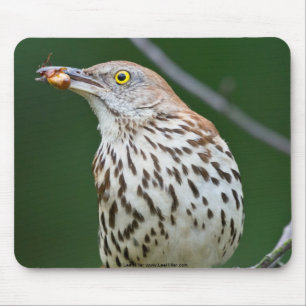 Brown Thrasher w/Catch of the Day Geschenke Beklei Mousepad