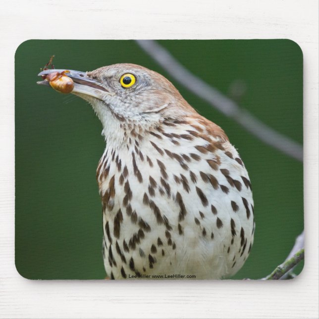 Brown Thrasher w/Catch of the Day Geschenke Beklei Mousepad (Vorne)
