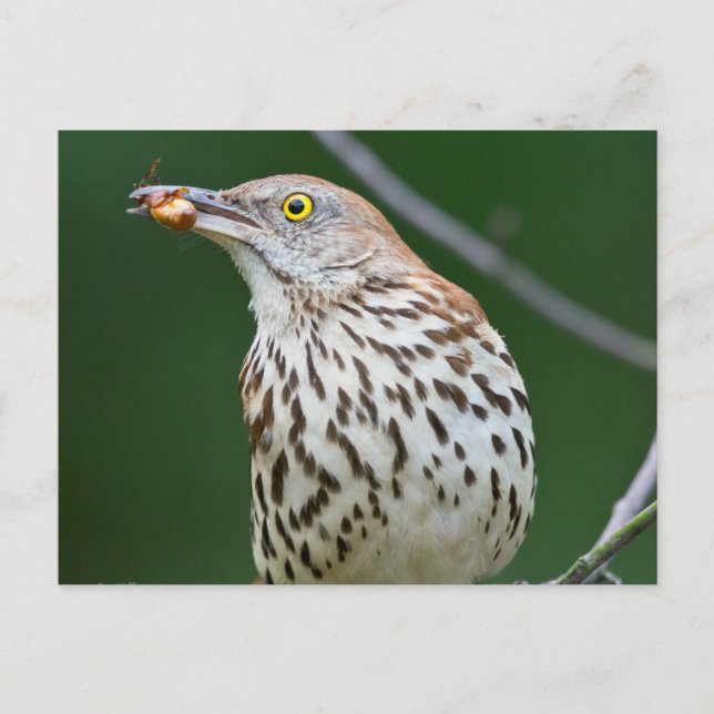 Brown Thrasher w/Catch of the Day Geschenke Beklei Postkarte (Vorderseite)