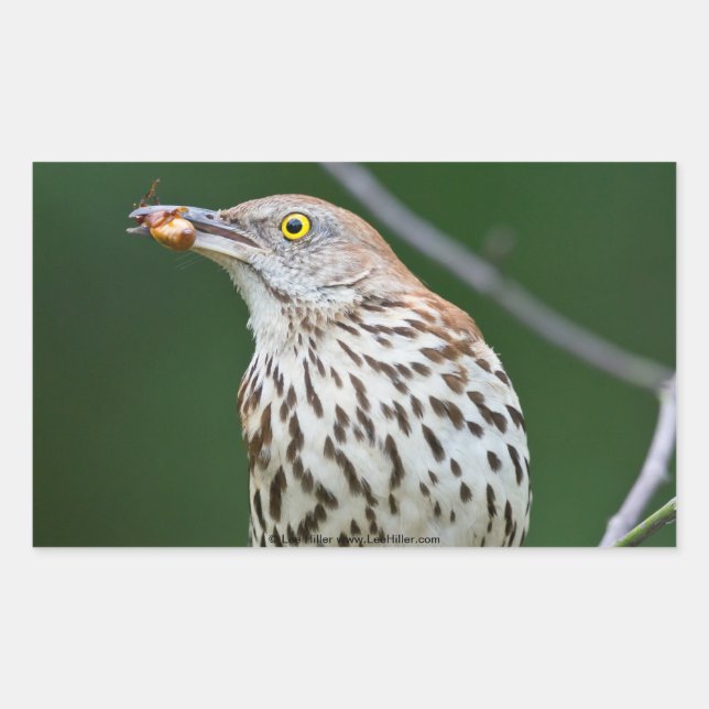 Brown Thrasher w/Catch of the Day Geschenke Beklei Rechteckiger Aufkleber (Vorderseite)