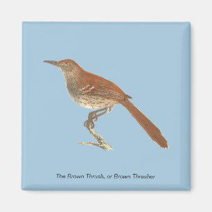 Brown Thrush oder Brown Thrasher, New Yorker Vögel Magnet