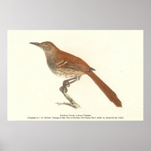 Brown Thrush oder Brown Thrasher, New Yorker Vögel Poster