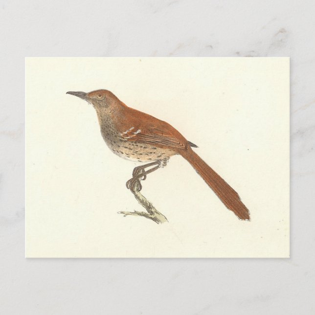 Brown Thrush oder Brown Thrasher, New Yorker Vögel Postkarte (Vorderseite)