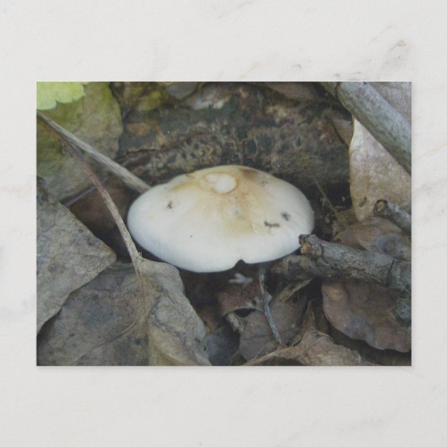 Brown Top Mushroom Postcard Postkarte (Vorderseite)