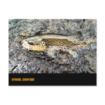 Brown Trout Postcard