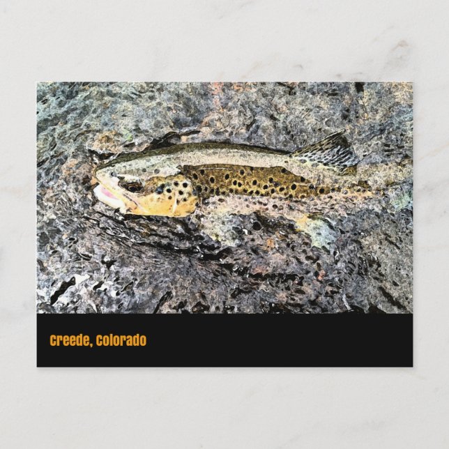 Brown Trout Postcard Postkarte (Vorderseite)