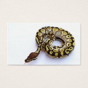 Brown- und Goldball-Pythonschlange 2
