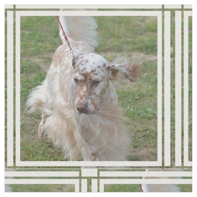 Brown und weißer englischer Setzer Stoff (Nahaufnahme)