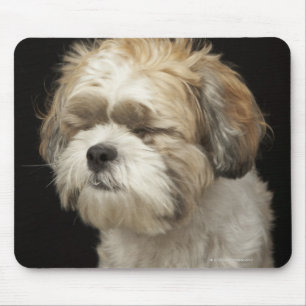 Brown und weißer Shih Tzu mit Augen schlossen Mousepad