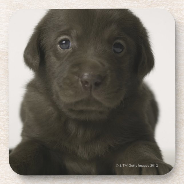 Brown-Welpe, Porträt, Nahaufnahme Getränkeuntersetzer (Vorderseite)