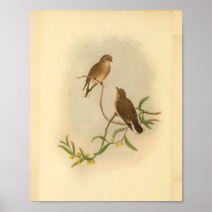 Brown Western Microeca Bird Vintag Print Poster