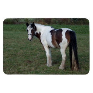 Brown White Horse Magnet